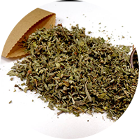 Damiana