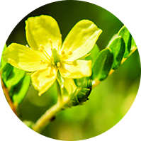 Tribulus terrestris